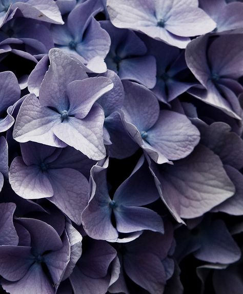 Pale Lavender Aesthetic, Gray And Purple Aesthetic, Gray Purple Aesthetic, Pale Purple Aesthetic, Lavender Hair Colors, Violet Aesthetic, Hydrangea Bush, Lavender Aesthetic, The Beach House