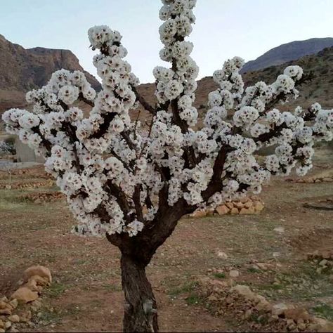 This is Asafoetida plant from which Asafoetida or Hing spice is obtained. Asafoetida grows only in Central Asia, Afghanistan, Northernmost India and some parts of Iran. Asafoetida Plant, Witching Hour, Tropical Climate, All About Plants, Central Asia, Medicinal Plants, Iran, India, Plants