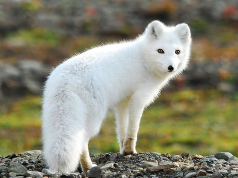 Animal Rights Quotes, Jumping Fox, Arctic Tundra, Cut Animals, Boreal Forest, Arctic Fox, Wild Dogs, Animal Sketches, Animal Jokes