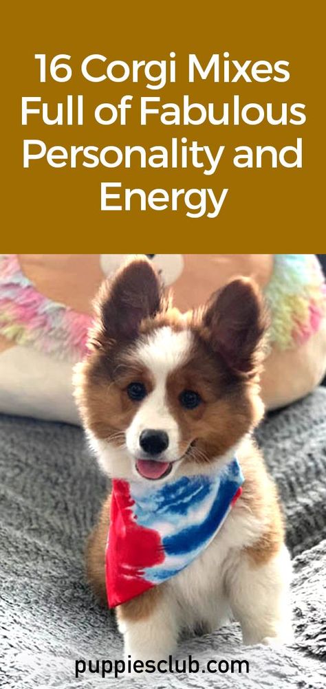 16-Corgi-Mixes-Full-Of-Fabulous-Personality-And-Energy Corgi Mix Puppies, Raising Puppies, Miniature Corgi, Corgi Mix Breeds, Corgi Breeds, Cute Corgi Puppy, Pembroke Welsh Corgi Puppies, Yorkie Mix, Welsh Corgi Puppies