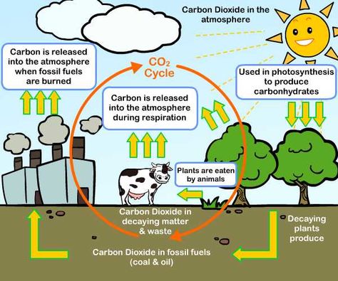 carbon cycle C - Effects of fossil fuels on the climate Carbon Dioxide Cycle, Nitrogen Cycle, Animal Life Cycles, Carbon Cycle, 5th Grade Science, Earth And Space Science, Plant Life Cycle, Environmental Education, Fossil Fuels