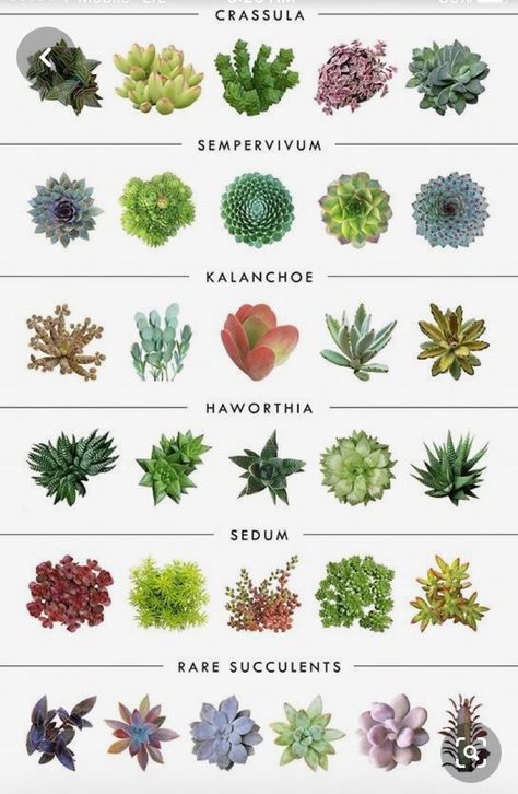 Succulent Garden Outdoor, Different Types Of Succulents, Succulent Names, Types Of Succulents Plants, Beautiful Terrariums, Herb Garden Design, Succulent Garden Diy, Types Of Succulents, Succulent Gardening