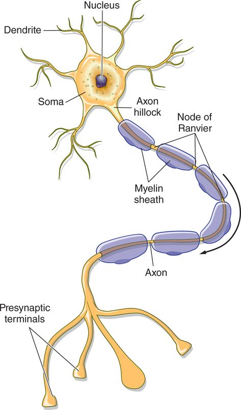 Figure of a myelinated axon labeling the dendrites, nucleus, soma, axon hillock, myelin sheaths, nodes of Ranvier, axon, and presynaptic terminals. Health And Food, Sistem Saraf, Biology Projects, Study Biology, Basic Anatomy And Physiology, Biology Classroom, Nurse Study Notes, Food Education, Biology Facts