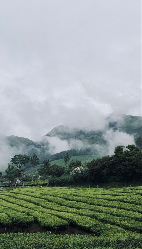 Munnar Photography Kerala, Munnar Photography, Nature Photography Quotes, Indian Hills, Coffee Artwork, Cool Galaxy Wallpapers, Night Biking, Phone Background Patterns, Munnar