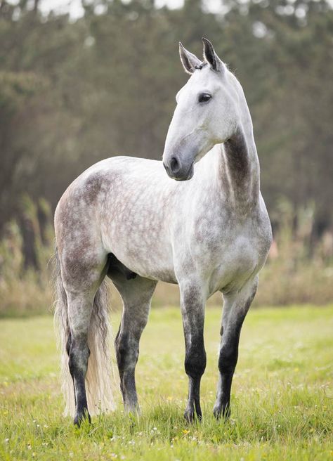 Lusitano Stallion, Horse Poses, Male Horse, Lusitano Horse, Horses For Sale, Horse Training, Horse Breeds, Dressage, Equestrian