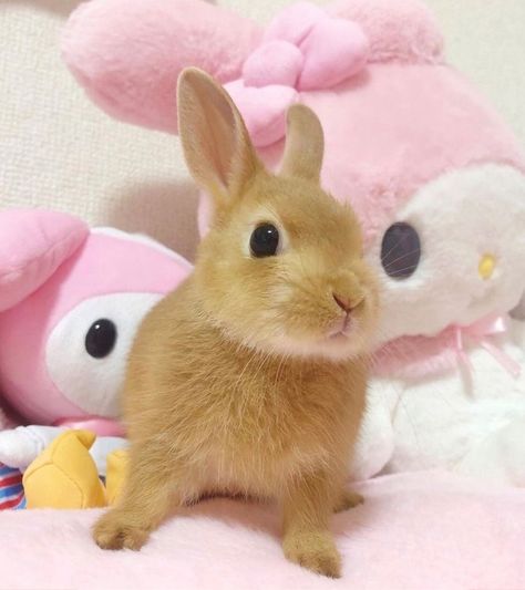 Somebunny Loves You, Sailor Scout, Bunny Pictures, Hello Kitty My Melody, Silly Animals, Baby Bunnies, Cute Creatures, 귀여운 동물, Cute Bunny