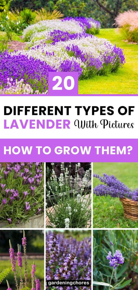 Types Of Lavender Plants, English Lavender Plant, Types Of Lavender, Lavender Plant Care, Lavender Types, How To Propagate Lavender, Lavender Hedge, Lavender Varieties, Lavender Plants