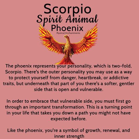 Scorpio Animal Spirit, Scorpio Spirit Animal, Scorpio Meaning, Scorpio Animal, Scorpion Woman, Aesthetic Scorpio, November Scorpio, Scorpio Energy, Symbolism Meaning