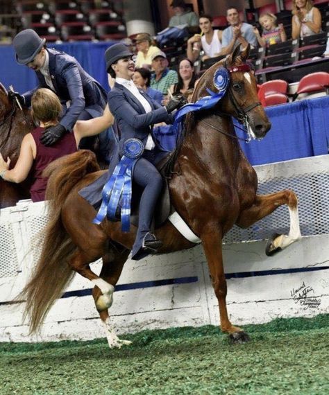 Saying goodbye to a beautiful horse today. Rest In Peace, CH I’m McDreamy❤️ Saddle Seat Riding, Horse Riding Outfit Women, Saddleseat Riding, Saddleseat Equitation, Saddlebred Horses, American Saddlebred Horses, Amazing Horses, English Tack, Horse Riding Outfit