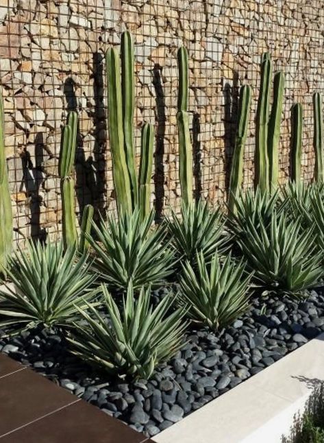 Desert Landscape Front Yard, Gabion Wall, Yucca Plant, Small Front Yard Landscaping, Low Maintenance Landscaping, Desert Garden, Agaves, Yard Design, Desert Plants