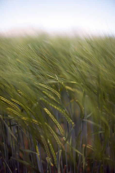 Endless Field, Barley Field, Meadow Plants, Creative Campaign, Wanaka New Zealand, The Endless, Material Design, Barley, Aesthetic Photography