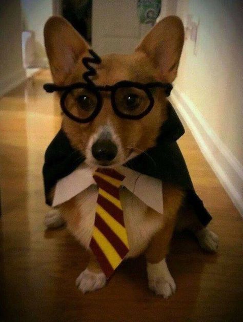 Harry Potter Dog Corgi Clothes, Morkie Dogs, Dog Paw Balm, Cute Dog Costumes, Felt Glue, Harry Potter Costume, Ready For Halloween, Diy Felt, Pipe Cleaners