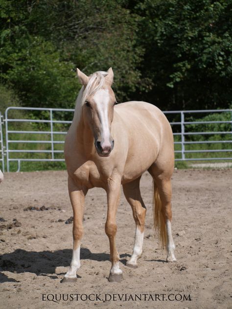 Palomino Quarter Horse standing 2 by equustock.deviantart.com on @DeviantArt Palomino Quarter Horse, Horse Standing, Hoof Print, Palomino Horse, American Quarter Horse, Horse Aesthetic, Horse World, Horse Pattern, Horse Drawings