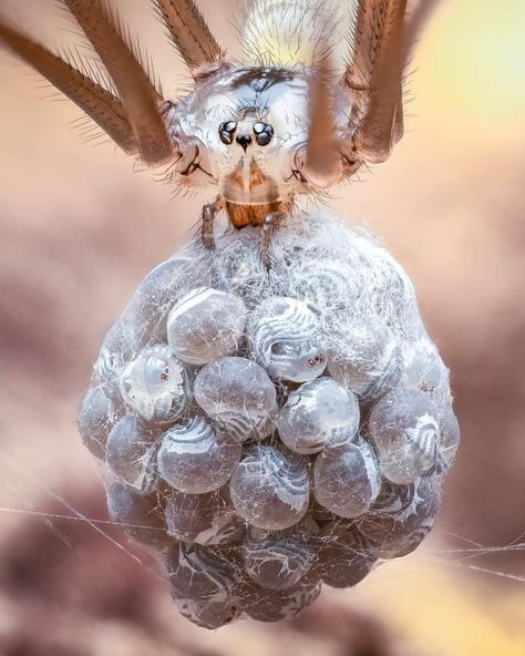 Cellar spider carrying her egg sac, photo taken by Pete Burford.
Become a pro macro photographer with our premium mobile macro lens: https://micromacroworlds.com/ Cellar Spider, Spider Eggs, Macro Photographers, Macro Photos, Pet Sitters, Macro Lens, Wild Birds, How To Look Better, To Start