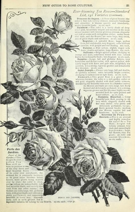 Vintage Roses Aesthetic, Phomemo Ideas, Vintage Flower Illustration, Visuell Identitet, Rose Drawing, Roses Drawing, Vintage Poster Art, Art Collage Wall, Old Book