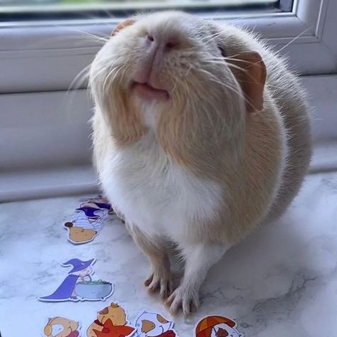 Silly Animal Pictures, Chinchilla Cute, Guinea Pigs Funny, Guinea Pig Accessories, Happy Pig, Pet Guinea Pigs, Cute Small Animals, Cute Guinea Pigs, Guinea Pig Cage