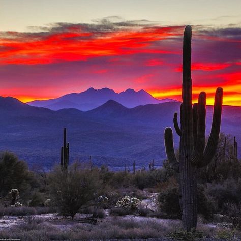 Desert sunset Grand Canyon Village, Arizona Sunset, Arizona Landscape, Desert Dream, Image Nature, Southwest Desert, Desert Painting, Desert Sunset, Southwest Art