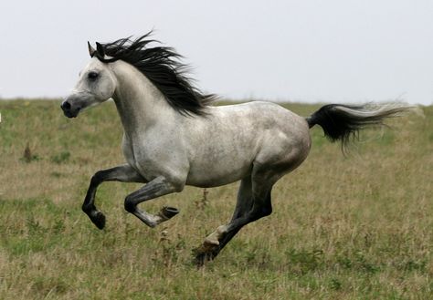 . Horse Running Reference, Horse Reference Photos, Horse From Behind, Animal Running, Cai Arabi, Black Arabian Horse, Horse Reference, Horse Running, Running Horse