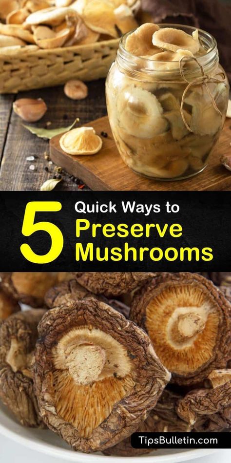 Devour chanterelles, morels, and other fresh mushrooms for the rest of the year with these methods to preserve whole mushrooms. From blanching in boiling water to soaking them in cold water and… More Preserve Mushrooms, Freezing Mushrooms, Preserving Vegetables, Growing Mushrooms At Home, Grow Mushrooms, Mushroom Casserole, Shitake Mushroom, Mushroom Growing, Canned Mushrooms