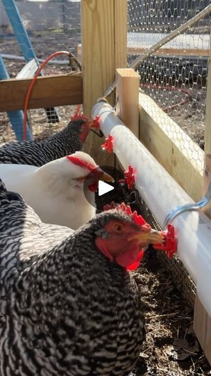 323K views · 48K reactions | The Ultimate Chicken Water System. | Mike Greenfield | lifebymikeg · Original audio Homesteading Chickens, Chicken Watering System, Yard Chickens, Urban Chicken, Yard Animals, Urban Chicken Farming, Homestead Animals, Walk In Chicken Coop, Chicken Barn