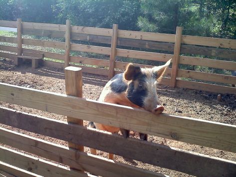 How to Build a Pig Pen – A and B Farm Home Woodworking Pig Pen Design, Pig Fence, Pig Shelter, Goat Pen, Raising Pigs, Landscape Timbers, Pot Belly Pigs, Pig Pen, Teacup Pigs