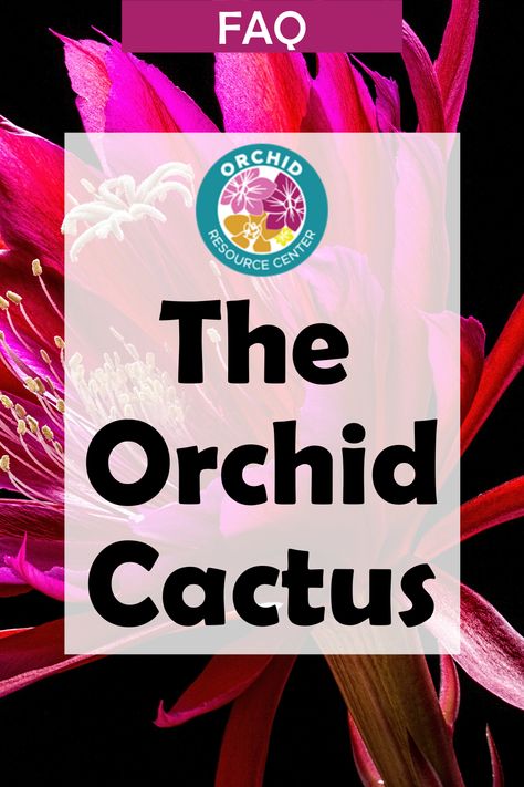 Orchid Fertilizer, Orchid Cactus, Growing Orchids, Fiddle Leaf Fig Tree, Thriving Garden, The Orchid, Monstera Plant, Fiddle Leaf Fig, Orchid Plants