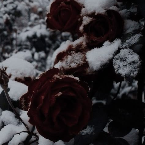 Vampire Core, Vampire Aesthetic, Blood Art, Rosé Aesthetic, Gothic Aesthetic, Fantasy Aesthetic, Story Board, Winter Aesthetic, Red Aesthetic