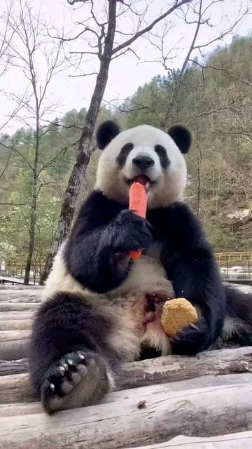 Panda on Instagram: "Feels like a long time since I saw a panda eat💚 🎬: TikTok /@bigpandapandas ( All credits are reserved for their respective owners 💼 ) ---------- 👨‍👨‍👦‍👦 👫⤵ Double tap & tag your friend Below! 💖 💗 😍😍😍😍 🔔 Turn Post Notification On * Check our page for more cool photos 💯 👉 Check the LINK IN OUR BIO 👆 👍 Perfect gift for your family members and FRIENDS. 💯 Satisfaction guaranteed! Thank you ! ���💟💟💟 〰️〰️〰️〰️〰️〰️〰️〰️〰️〰️〰️ #pandagram #pandasquad #puppy #photooft Panda Family, Panda Eyes, Panda Express, Panda Love, Giant Panda, Baby Panda, Instagram Food, Double Tap, Panda Bear