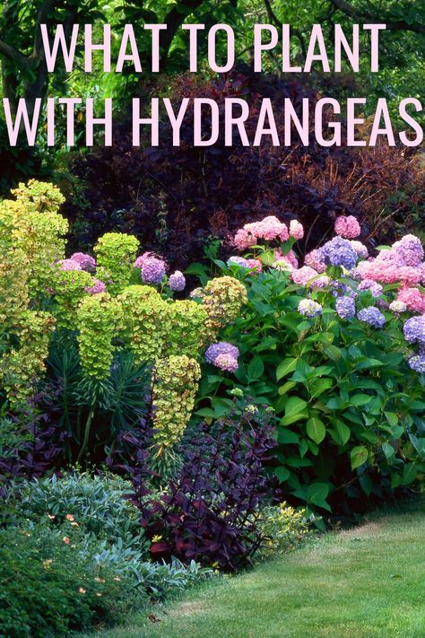 pink and purple hydrangeas mixed with other plants to form a hedge Hydrangea Combinations, Landscaping Layout Design, Plant With Hydrangeas, What To Plant With Hydrangeas, Shade Landscaping, Pairing Ideas, Hydrangea Landscaping, Shade Garden Plants, Front Yard Garden Design