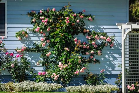 Climbing Rose Front Of House, Climbing Roses Fence Backyards, Rambling Roses Climbing, Climbing Rose Support Ideas, Climbing Rose On Fence, Trellis For Roses Climbing, Peggy Martin Rose Climbing Trellis, Climbing Rose Trellis Ideas Diy, Rose Trellis Against House