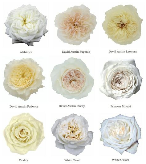 Nine white garden roses displayed - Alabaster, Eugenie, Leonora, Patience, Purity, Princess Miyuki, Vitality, White Cloud, and White O'Hara. Roses Names, David Austin Roses Bouquet, Roses Varieties, Garden Roses Wedding, White Garden Roses, Garden Rose Bouquet, Austin Rose, Rose Varieties, Types Of Roses