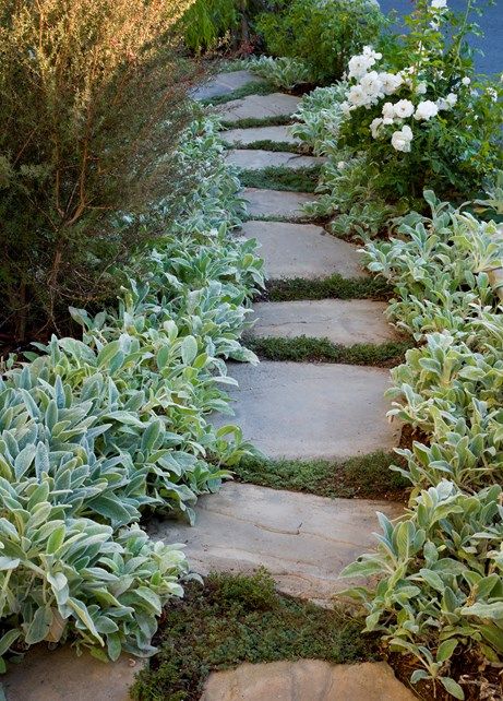 Lambs Ear, Bluestone Path Walkway and Path Stout Design Build Los Angeles, CA Lambs Ear Plant, Boxwood Landscaping, No Beer, Contemporary Landscape Design, Cape Cod Home, Low Water Plants, Low Water Gardening, Home Exteriors, Walkways Paths