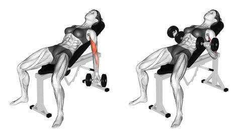 The incline dumbbell curl is a beneficial exercise with the torso at an incline angle, which increases difficulty leading to comparatively greater results. #dumbbellcurls #inclinedumbbellcurl #biceps #preachercurl #bodybuilding #strengthtraining Incline Dumbell Curl, Arm Exercises With Weights, Gym Hacks, Bench Press Workout, Chest And Tricep Workout, Workout Female, Db Curl, Dumbbell Bicep Curl, Dumbbell Fly