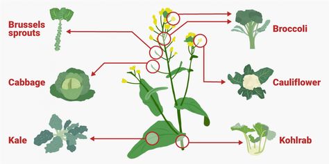 Meet Brassica Oleracea. You've been eating it for years. Kale Plant, Mustard Plant, Brassica Oleracea, Kai Lan, Biennial Plants, Edible Landscaping, Different Vegetables, Home Vegetable Garden, Wild Plants