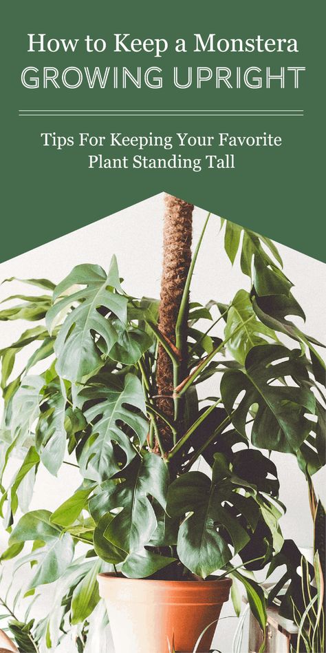 Support For Monstera Plant, Monstera Deliciosa Moss Pole, Monstera Adansonii Trellis Ideas, Monstera With Moss Pole, Stake Monstera Plant, Monstera Deliciosa Support, How To Use A Moss Pole Monstera, How To Tie Up Monstera Plant, Monstera Support Pole Diy