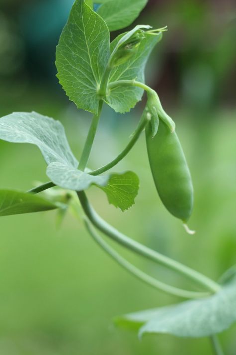 The Best Way to Grow & Cook Sugar Snap Peas Fast Cooking Sugar Snap Peas, Chickpea Plant, Sugar Snap Pea Recipe, Garden Seeds Packets, Snap Peas Recipe, Pea Photography, Vegetable Garden Beds, Plant Illustrations, Pea Plant