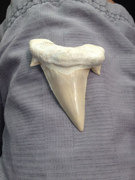 Shark Tooth Aesthetic, Shark Tooth Drawing, Tooth Reference, Shark Skull, Smile Tips, Shark Tooth Tattoo, Dragon Tooth, Sharks Tooth, Tooth Tattoo