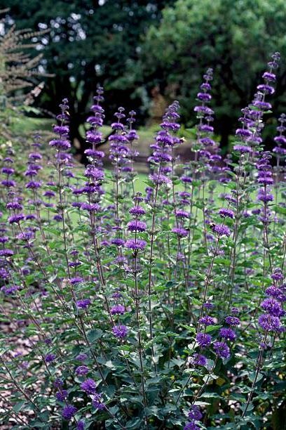 Caryopteris Hydrangea Seeds, Drought Resistant Plants, Drought Tolerant Garden, Gardening Landscaping, Best Perennials, Dry Garden, Flowers Gardening, Drought Resistant, Low Maintenance Landscaping