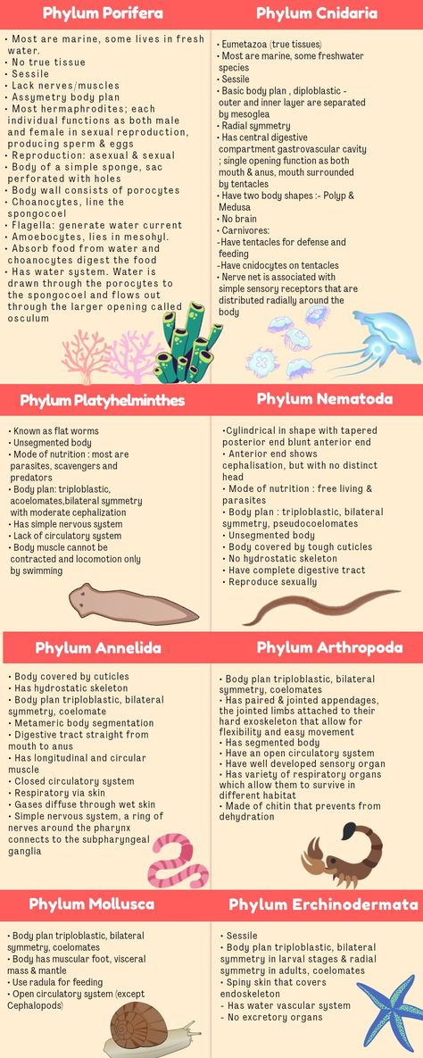 Phylum Platyhelminthes Notes, Gate Biotechnology Notes, Animal Diversity Biology Notes, Phylum Cnidaria Notes, Phylum Porifera Notes, Kingdom Animalia Notes, Zoology Notes, Medical Terminology Study, Biochemistry Notes