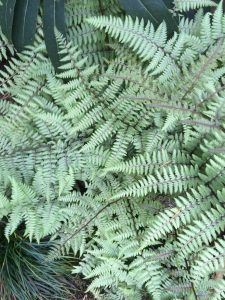 Leaf Mulch, Christmas Fern, Evergreen Ferns, Types Of Ferns, Oregon Garden, Shade Garden Plants, Acid Loving Plants, Thriving Garden, Starter Plants