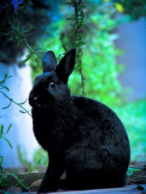 Beautiful Bunny Black Rabbit Aesthetic, Black Bunny Aesthetic, Black Bunnies, Crazy Bunny Lady, Black Bun, Rabbit Black, Bunny Black, Bunny Cartoon, Black Bunny