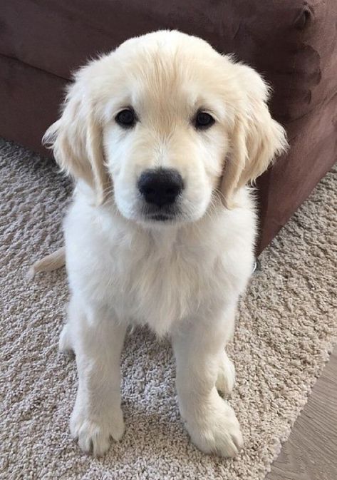 White Retriever, Chien Golden Retriever, White Dog, Golden Retriever Puppy, Retriever Puppy, Dogs Golden Retriever, Cute Dogs And Puppies, Retriever Dog