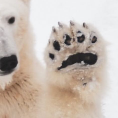 Polar Bear Paws, Bear Character Design, Polar Bear Facts, Polar Bear Paw, Bear Facts, Ooey Gooey Butter Cake, Easy Candy Recipes, Cream Cheese Bread, Sees Candies