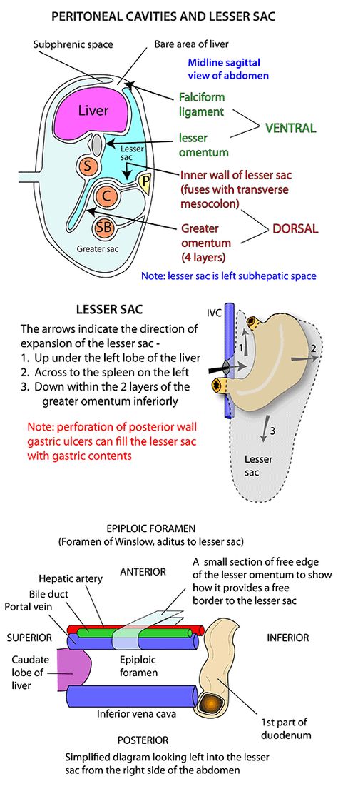 Instant Anatomy - Abdomen - Areas/Organs - Peritoneum - Lesser sac - opening Stomach Anatomy, Anatomy Of The Body, Kitchen Opening, Diagnostic Medical Sonography, Medicine Notes, Basic Anatomy And Physiology, Medical Laboratory Science, Medical School Studying, Medical School Essentials