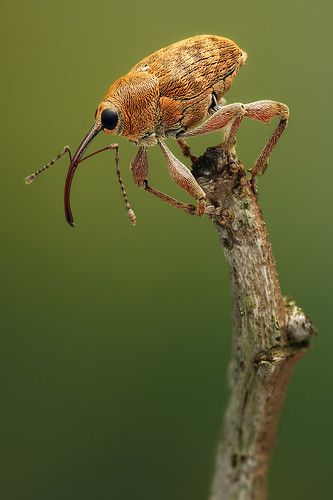 Curculio glandium - Eikelboorder (2) | Male Acorn weevil (7.… | Flickr Insects Reference, Cool Bugs, Beautiful Bugs, Arthropods, Creepy Crawlies, A Bug, Arachnids, Little Critter, Creature Feature