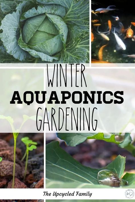 Aquaponics Setup, Greenhouse Winter, Aquaponics Greenhouse, Backyard Aquaponics, Gardening Videos, Aquaponics Diy, Hydroponics Diy, Homegrown Food, Aquaponic Gardening