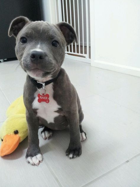 My son, Kelly, just showed me this picture. I can't believe it is real! What an adorable baby; he looks so much like Soli, our former foster son. Staffordshire Bull Terrier Puppies, Pit Bull Puppies, Staffordshire Terriers, Bull Terrier Puppy, Pitt Bull, Pitbull Puppy, American Staffordshire Terrier, Border Terrier, Pitbull Puppies