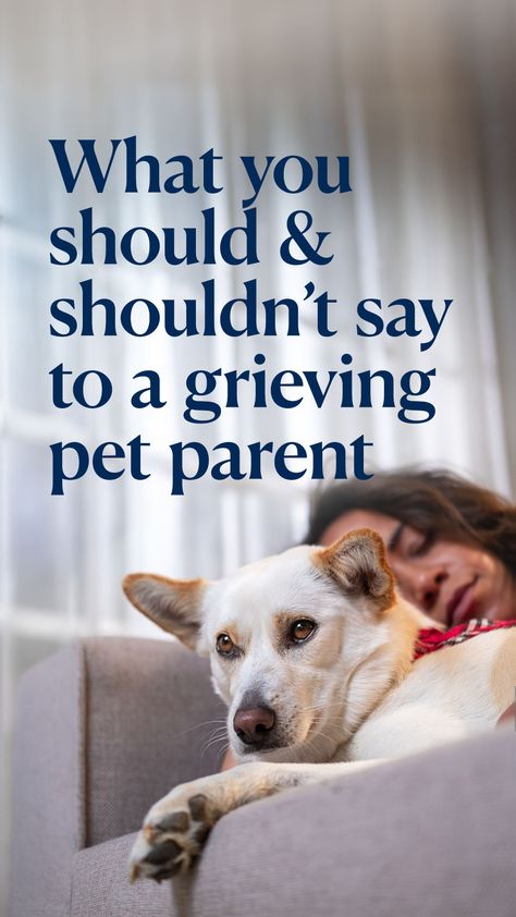 It’s difficult to know what to say to someone who is grieving, even though you’ve probably experienced grief yourself. Here are some things you should not say, along with some suggestions for what you can say instead.  #dog #cat #worldpetmemorialday Dog Died, Serious Illness, Losing A Dog, Dog Parents, What To Say, Losing A Pet, Pet Parent, Say What, Be Yourself Quotes