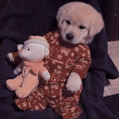 Pretty Pets, Irish Wolfhound Dogs, Puppies In Pajamas, Dog Pjs, Dream Core, Animals Lover, Yellow Labrador Retriever, Sleeping Puppies, Cute Dog Photos