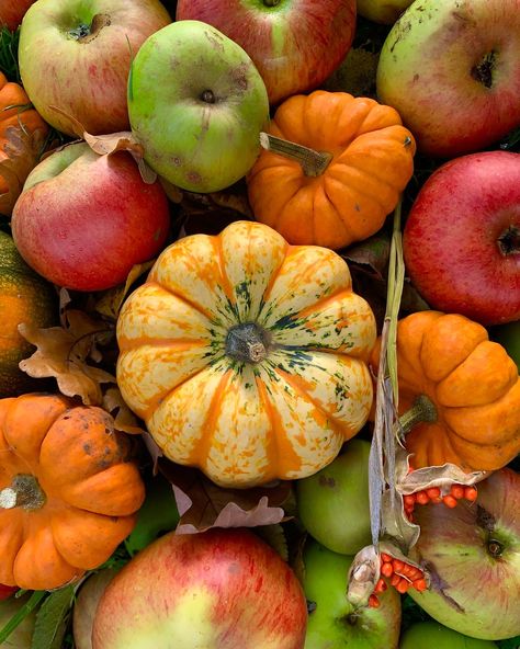 Apples And Pumpkins, Fall Time, Apples, Pumpkins, Watercolor Art, Fruit, Art, Watercolour Art